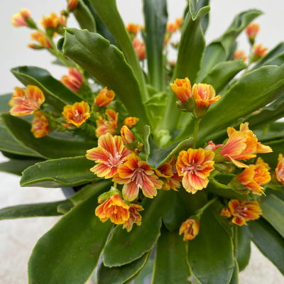 Lewisia cotyledon, Farben zufällig, Topf-Ø 12 cm, 6er-Set