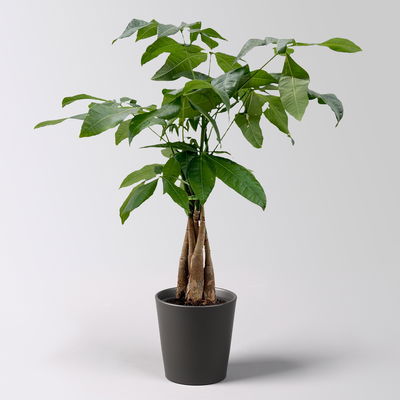 Glückskastanie, inkl. Keramiktopf Dallas anthrazit, Topf-Ø 12 cm, Höhe ca. 45 cm