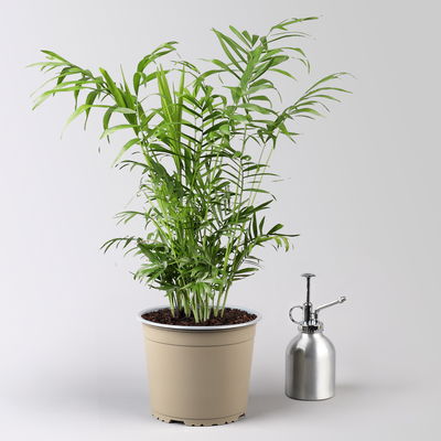 Bergpalme in Topf Dallas, Topf-Ø 17 cm, Höhe ca. 60 cm Bergpalme in Topf Dallas, Topf-Ø 17 cm, Höhe ca. 60 cm