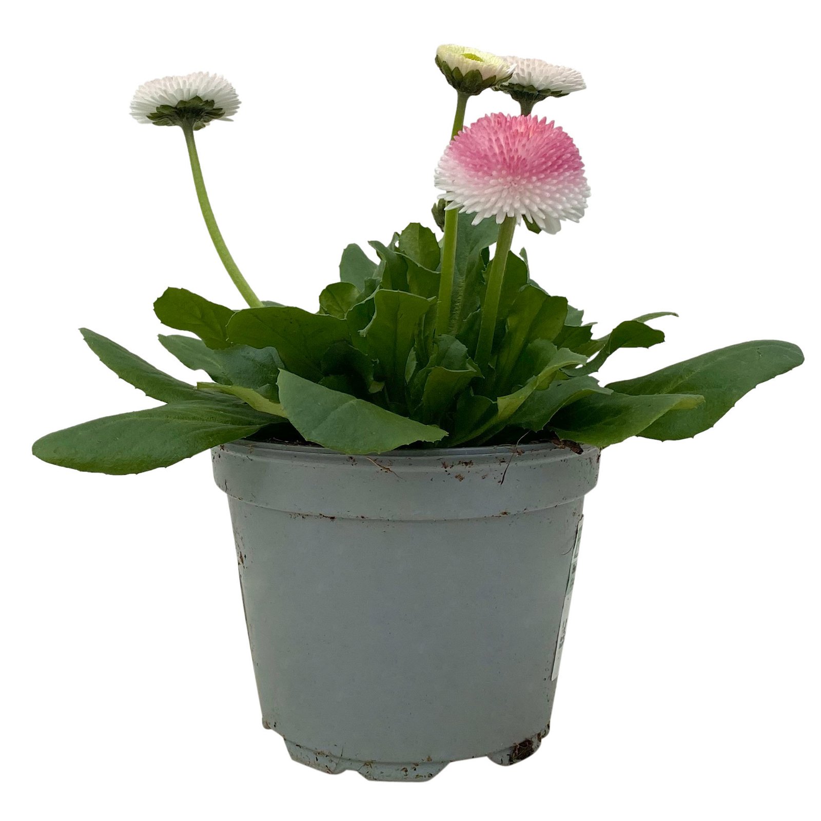 Bellis perennis 'Erdbeer-Sahne' rosa, Topf-Ø 12 cm, 6er-Set