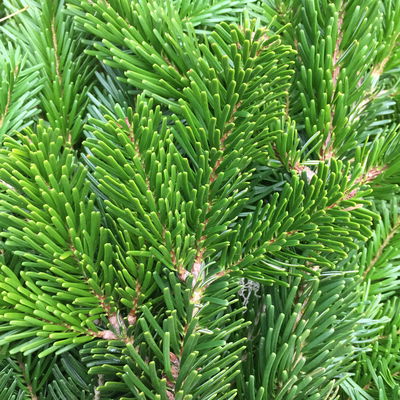 Nordmanntannen-Zweige im Bund, Länge 60-80 cm, ca. 2,5 kg, 2 Bund