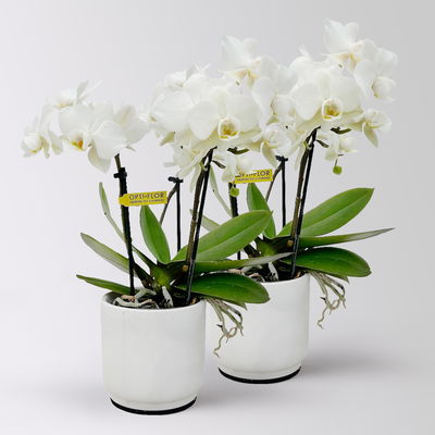 Mini-Phalaenopsis mit Keramiktopf, weiß, Topf-Ø 7 cm, 2 Pflanzen