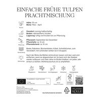 Einfache frühe Tulpen Prachtmischung, 20 Blumenzwiebeln