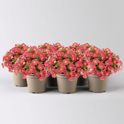 Petunien 'Capella® Salmon' lachsfarben, hängend, Topf-Ø 13 cm, 6 Pflanzen