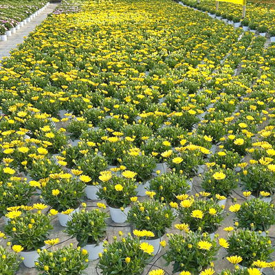 Kapkörbchen, Farbe zufällig, Topf-Ø 14 cm, 4 Pflanzen Kapkörbchen, Farbe zufällig, Topf-Ø 14 cm, 4 Pflanzen