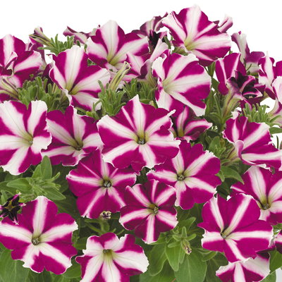 Petunie 'Amore® Pink Hearts', pink-weiß, hängend, Ampeltopf-Ø 27 cm