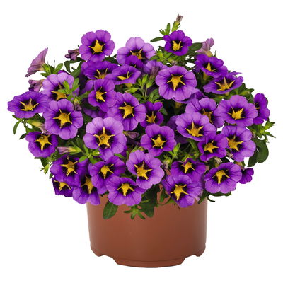 Zauberglöckchen 'Tik Tok® Grape' lila-gelb, Topf-Ø 13 cm, 6 Pflanzen