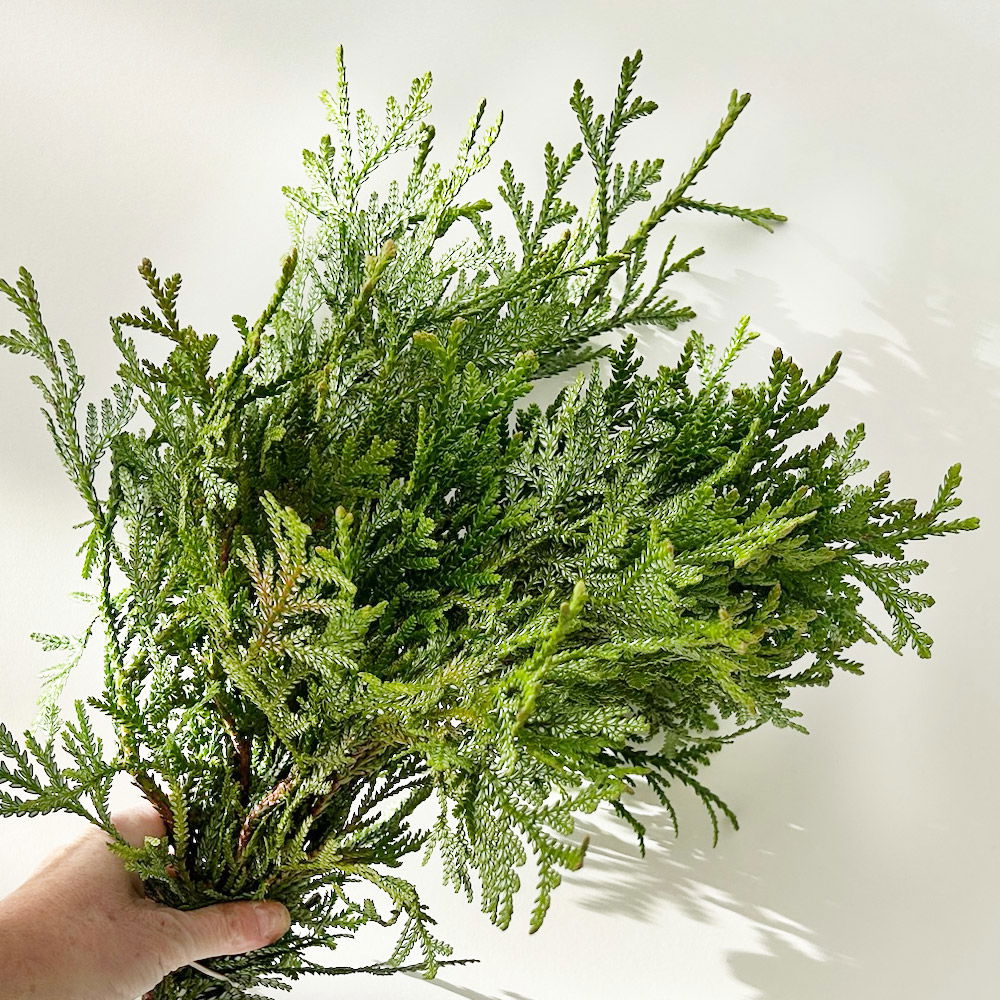 Thujopsis im Handbund, 3 Bund Thujopsis im Handbund, 3 Bund