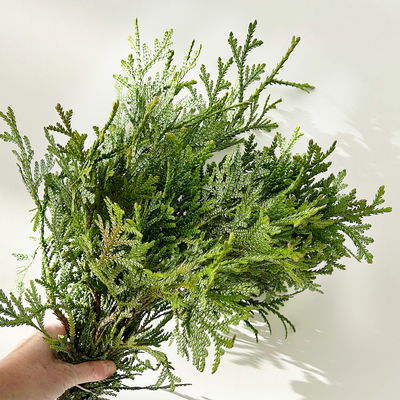 Thujopsis im Handbund, 3 Bund Thujopsis im Handbund, 3 Bund