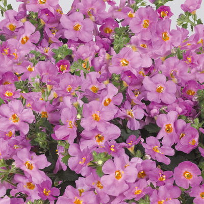 Schneeflockenblume pink, Topf-Ø 12 cm, 6er-Set