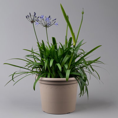 Agapanthus 'Summer Love™ Blue®' blau, Topf-Ø 24 cm Agapanthus 'Summer Love™ Blue®' blau, Topf-Ø 24 cm