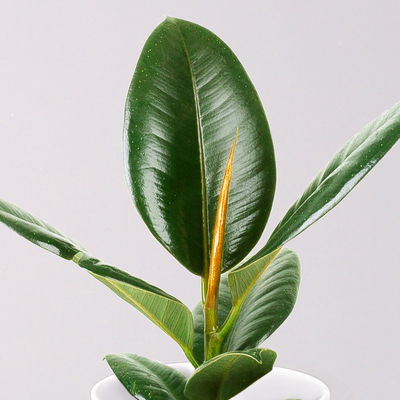 Gummibaum 'Robusta' in Topf Dallas, weiß Topf-Ø 12cm, Höhe ca. 40-45 cm, 3er-Set Gummibaum 'Robusta' in Topf Dallas, weiß Topf-Ø 12cm, Höhe ca. 40-45 cm, 3er-Set