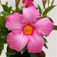 Pflanzenkreation Hitzekünstler rosa, groß, 8 Pflanzen inkl. Erde & Dünger