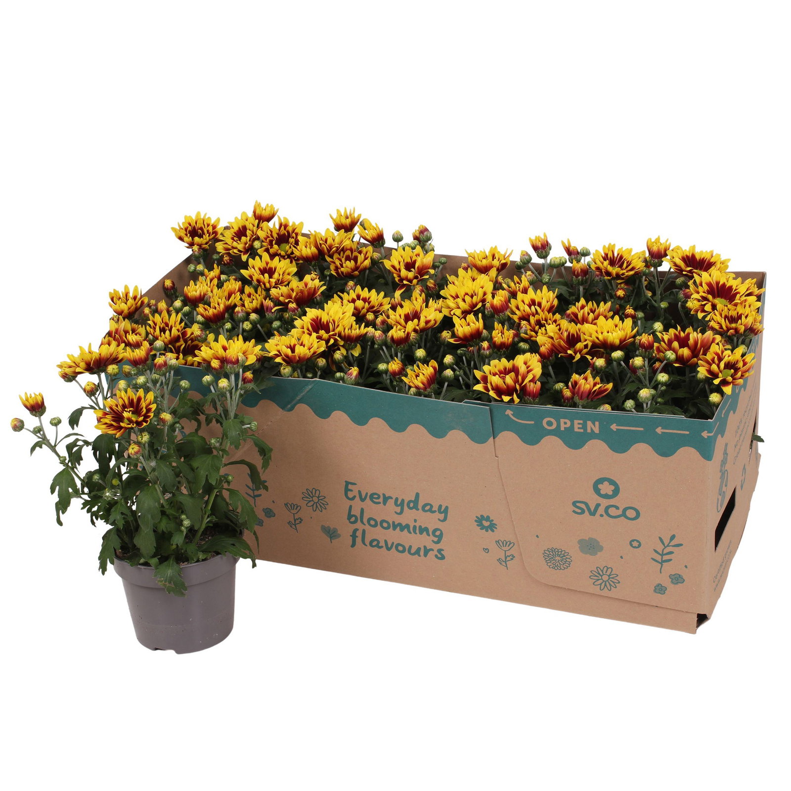 Chrysantheme 'Ciao Rebel', rot-gelb, Topf-Ø 12 cm, 6 Pflanzen