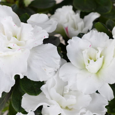 Azalee 'Vogel' Mix, gefüllt, Topf-Ø 11 cm, Höhe ca. 20 cm, 8 Pflanzen Azalee 'Vogel' Mix, gefüllt, Topf-Ø 11 cm, Höhe ca. 20 cm, 8 Pflanzen