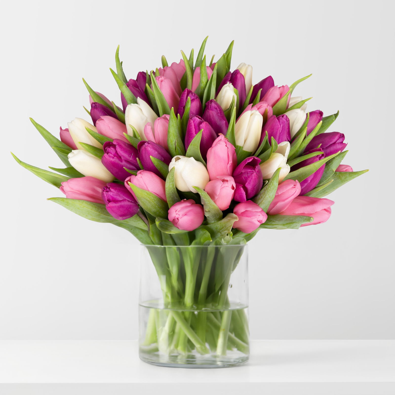 50 Tulpen, weiß, lila & rosa