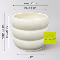 Duftender Drachenbaum 'Lemon Lime', Topf-Ø 17 cm, 2er Tuff, inkl. Topf Byron Duftender Drachenbaum 'Lemon Lime', Topf-Ø 17 cm, 2er Tuff, inkl. Topf Byron