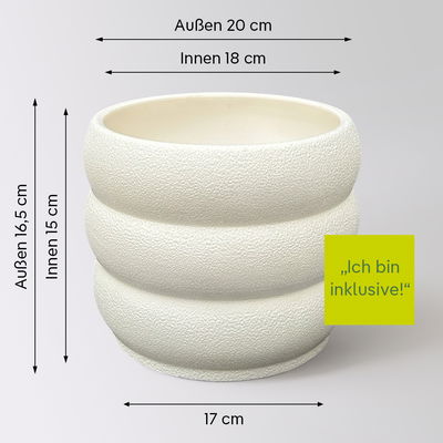 Duftender Drachenbaum 'Lemon Lime', Topf-Ø 17 cm, 2er Tuff, inkl. Topf Byron Duftender Drachenbaum 'Lemon Lime', Topf-Ø 17 cm, 2er Tuff, inkl. Topf Byron