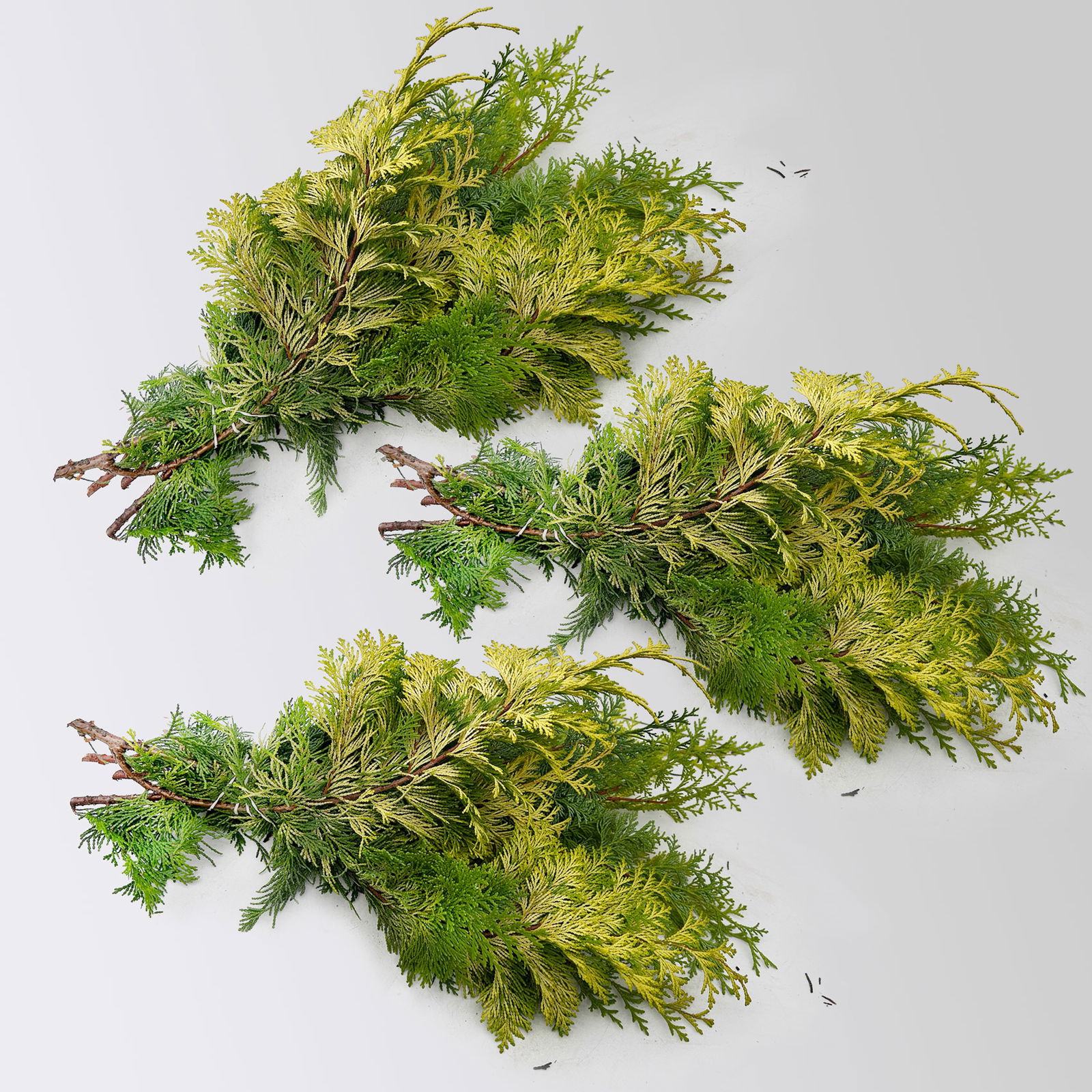 Scheinzypresse 'Crippisii' im Handbund, 3 Bund Scheinzypresse 'Crippisii' im Handbund, 3 Bund