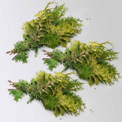 Scheinzypresse 'Crippisii' im Handbund, 3 Bund Scheinzypresse 'Crippisii' im Handbund, 3 Bund