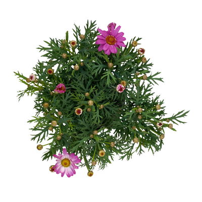 Margerite, rosa, Topf-Ø 11 cm, 6 Pflanzen