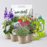 Pflanzenkreation Lavendeltraum, klein, 4 Pflanzen inkl. Erde und Dünger