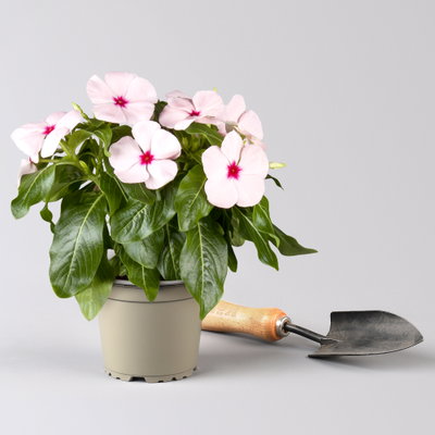 Catharanthus roseus T13 in Farben 'Titan' Master (*) Catharanthus roseus T13 in Farben 'Titan' Master (*)