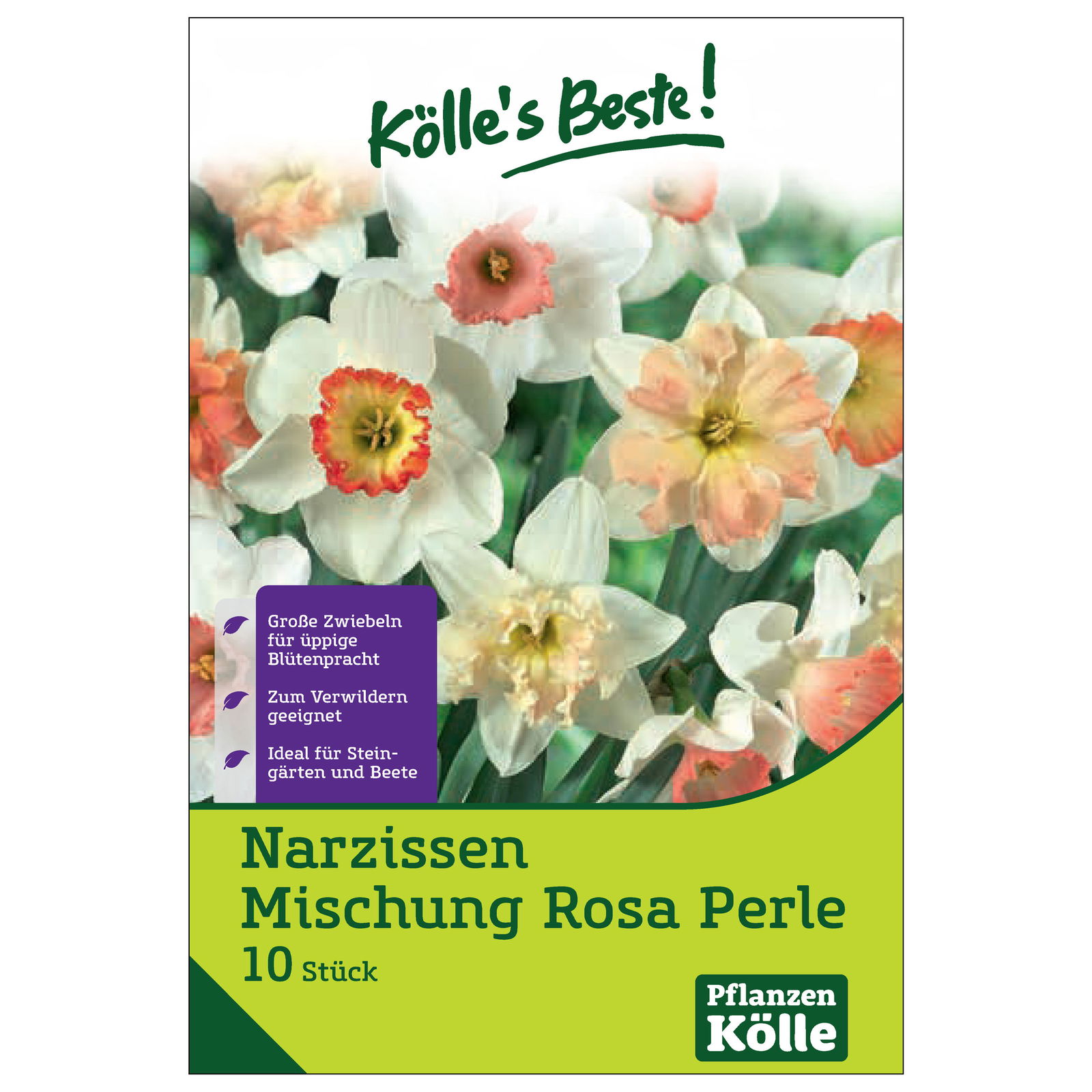 Narzissen Rosa Perle, 10 Blumezwiebeln