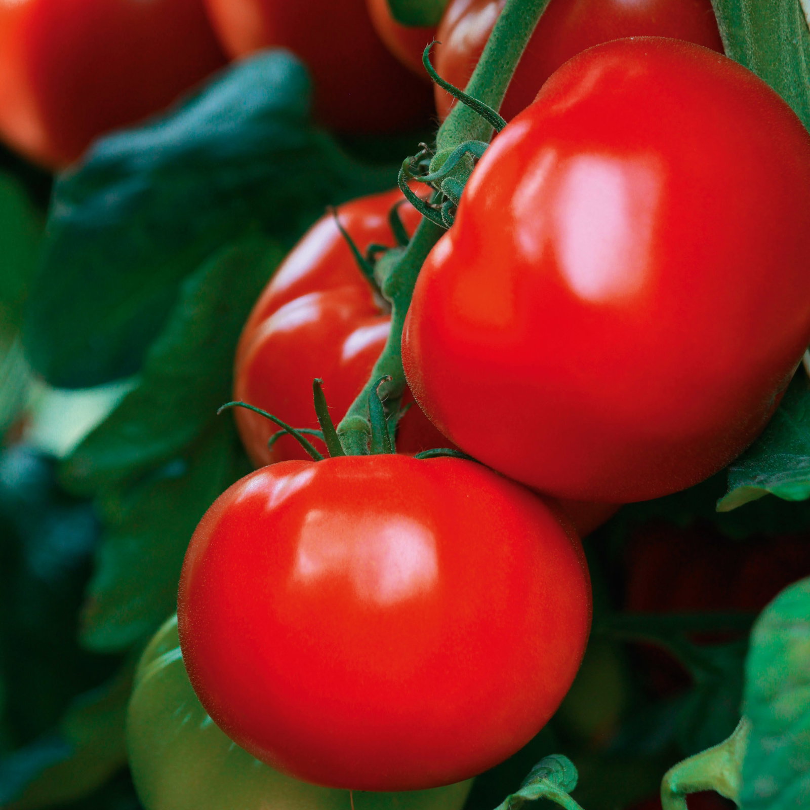 Bio Tomate Rot-Rund 'Maestria', Topf-Ø 12 cm, 3 Pflanzen