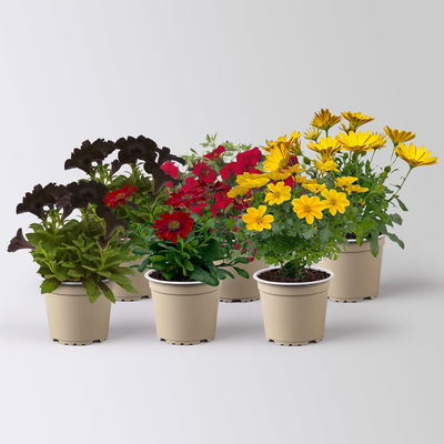 Pflanzenkreation 'WM-Edition', 6 Pflanzen Pflanzenkreation 'WM-Edition', 6 Pflanzen