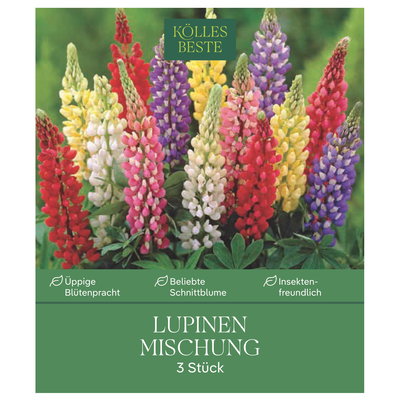 Kölles Beste Lupinen Mischung, 3 Blumenknollen
