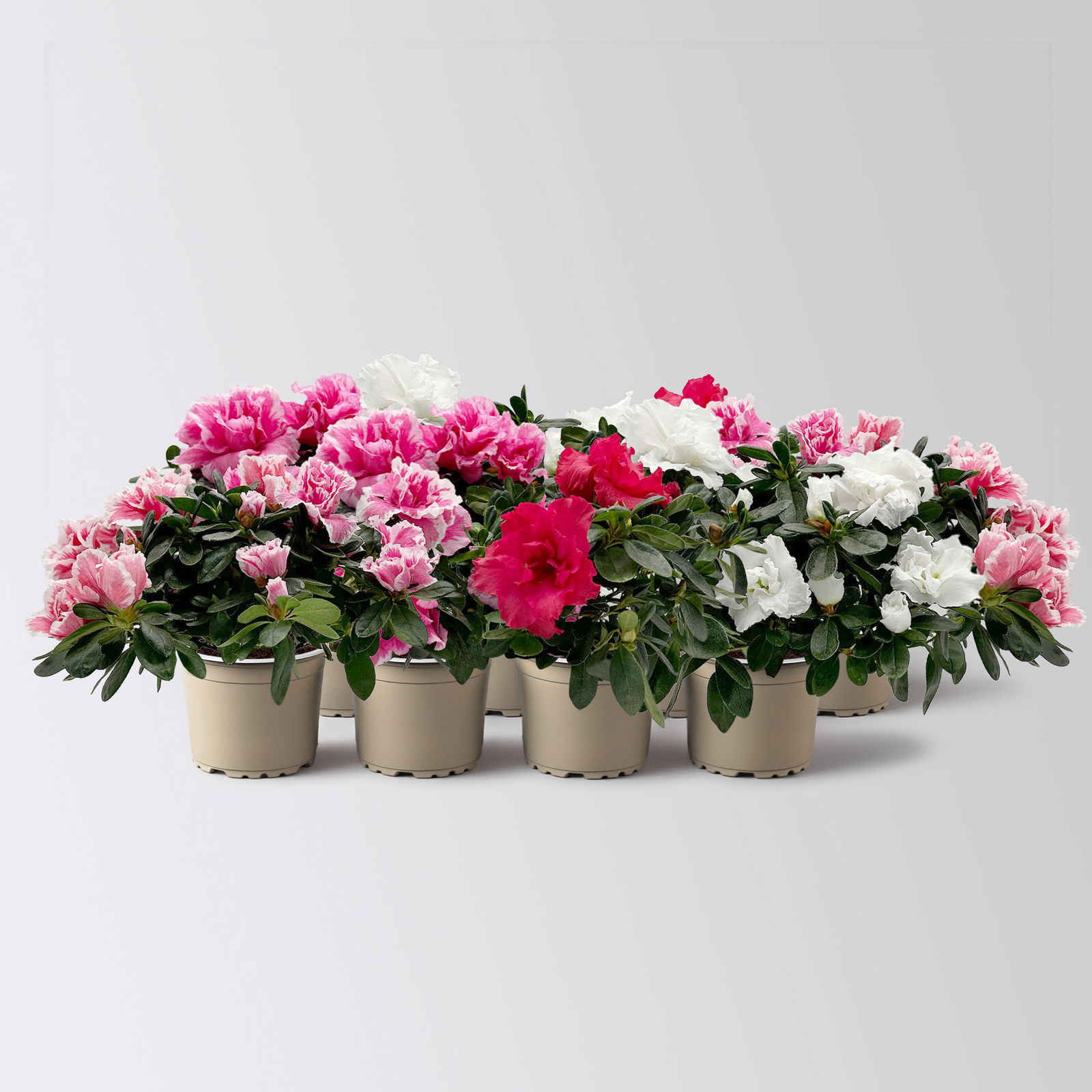 Azalee 'Vogel' Mix, gefüllt, Topf-Ø 11 cm, Höhe ca. 20 cm, 8 Pflanzen