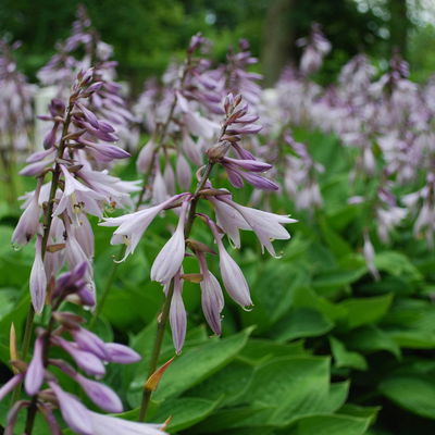 Bio Funkien 'Elegans' hellviolett, Topf 11x11 cm, 3 Pflanzen