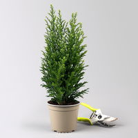 Kegelzypresse 'Snow White'®, Topf-Ø 13 cm, 6 Pflanzen Kegelzypresse 'Snow White'®, Topf-Ø 13 cm, 6 Pflanzen