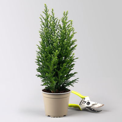 Kegelzypresse 'Snow White'®, Topf-Ø 13 cm, 6 Pflanzen Kegelzypresse 'Snow White'®, Topf-Ø 13 cm, 6 Pflanzen