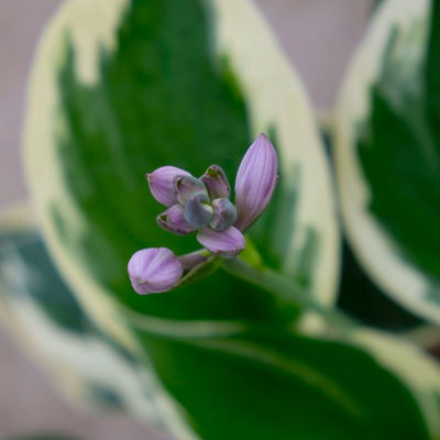 Bio Funkien 'Patriot' violett, Topf 11x11 cm, 3 Pflanzen