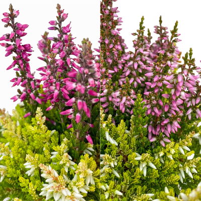 Knospenheide 'Colour Crown®', Farben zufällig, Topf-Ø 6 cm, 12 Pflanzen Knospenheide 'Colour Crown®', Farben zufällig, Topf-Ø 6 cm, 12 Pflanzen
