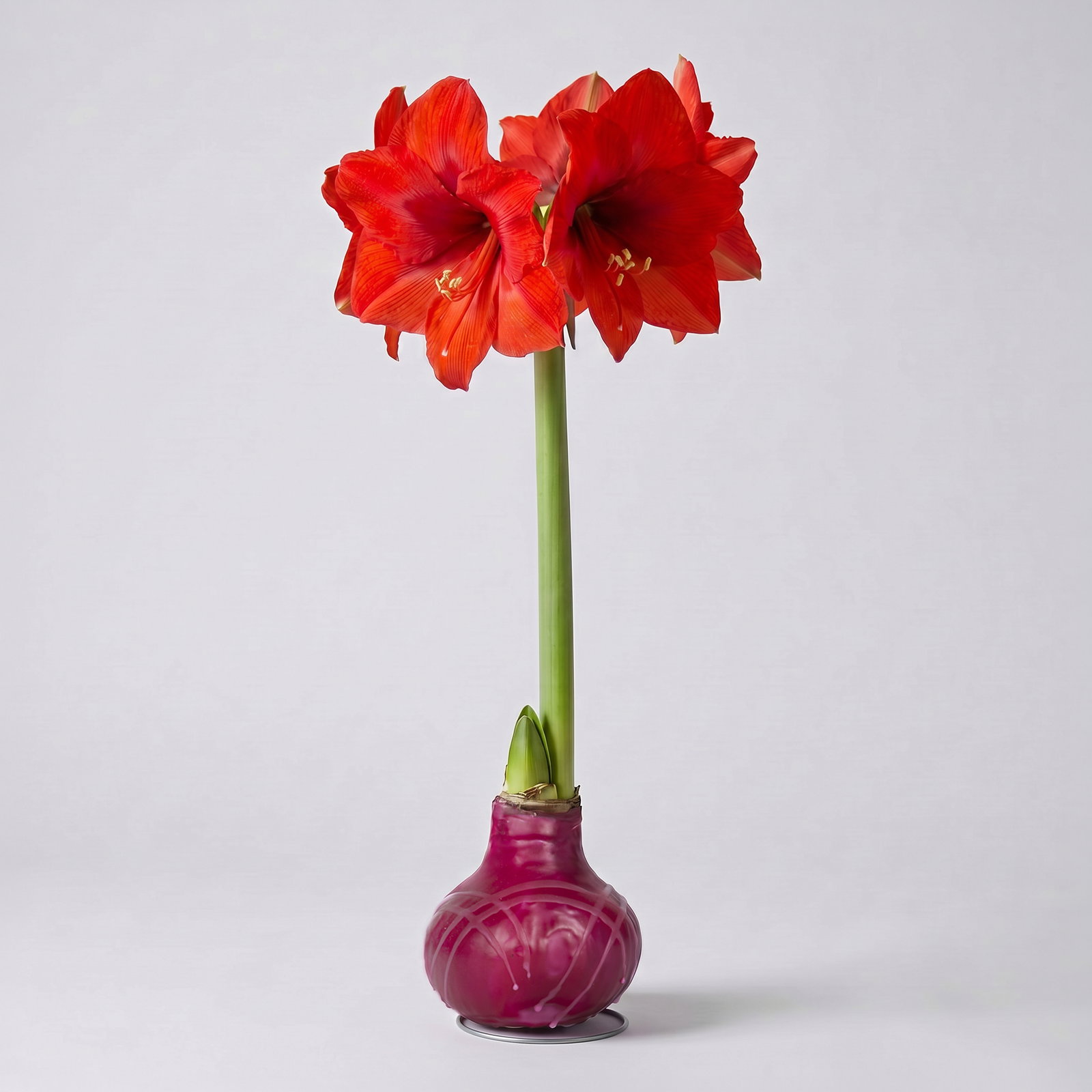Amaryllis in Wachs XL, Dekor 'Rot-Violett gestreift', Blüte rot Amaryllis in Wachs XL, Dekor 'Rot-Violett gestreift', Blüte rot