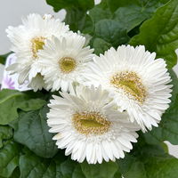 Gerbera, Farbmix zufällig, Topf-Ø 12 cm, 6 Pflanzen