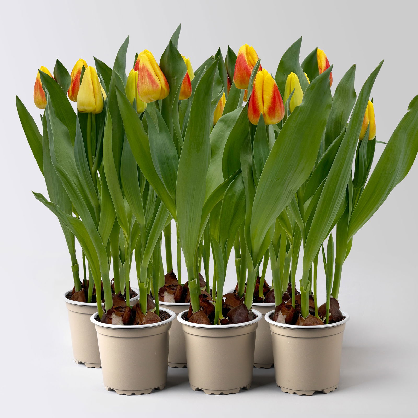 Tulpe gelb, vorgetrieben Topf-Ø 10 cm, 6 Pflanzen