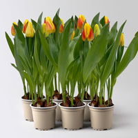 Tulpe gelb, vorgetrieben Topf-Ø 10 cm, 6 Pflanzen