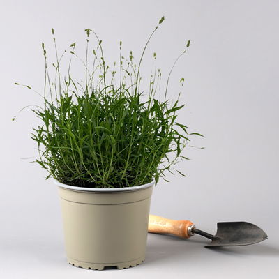 Lavendel 'Hidcote' blauviolett, Topf-Ø 19 cm, 2er-Set