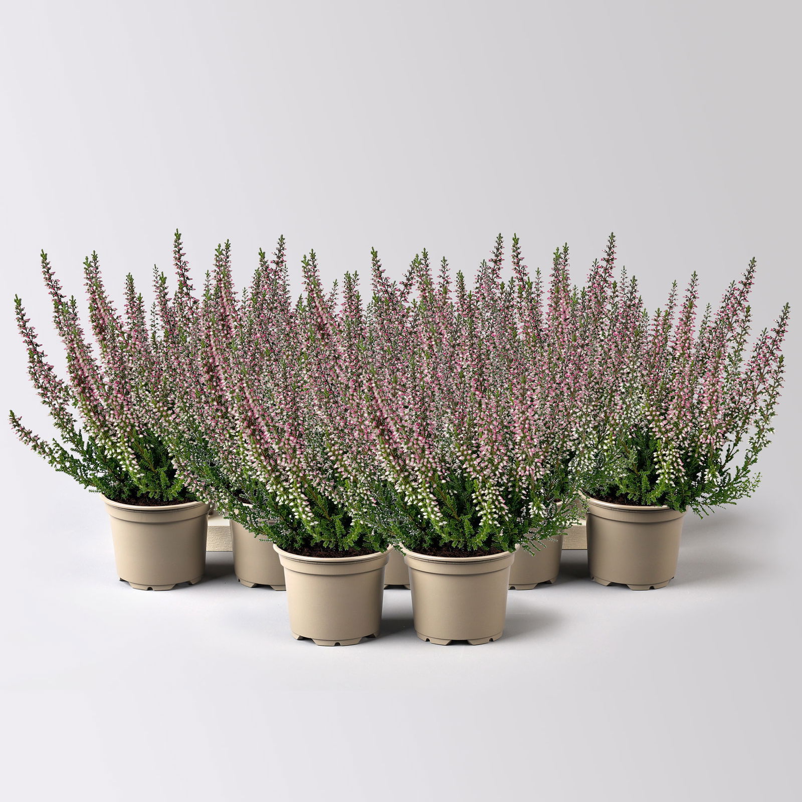 Knospenheide Mini rot, Mini, Topf-Ø 6 cm, 12 Pflanzen