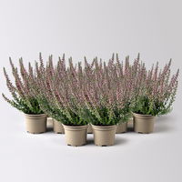 Knospenheide Mini rot, Mini, Topf-Ø 6 cm, 12 Pflanzen