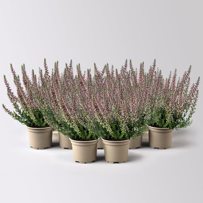 Knospenheide Mini rot, Mini, Topf-Ø 6 cm, 12 Pflanzen Knospenheide Mini rot, Mini, Topf-Ø 6 cm, 12 Pflanzen