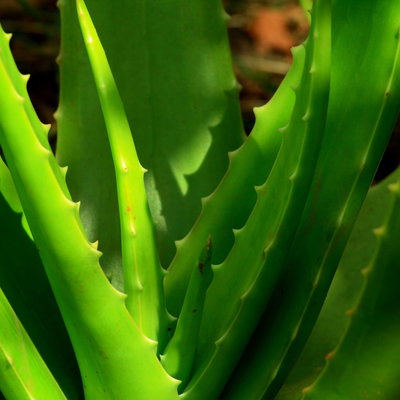 Blu Bio Aloe 'Sweet', Topf-Ø 12 cm, 2er-Set Blu Bio Aloe 'Sweet', Topf-Ø 12 cm, 2er-Set