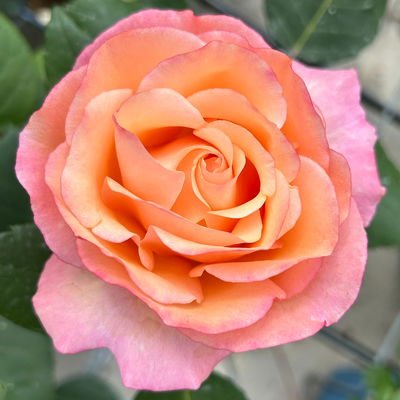 Edelrose 'Saloon'®, orange, Topf 5 Liter, 4 Pflanzen Edelrose 'Saloon'®, orange, Topf 5 Liter, 4 Pflanzen