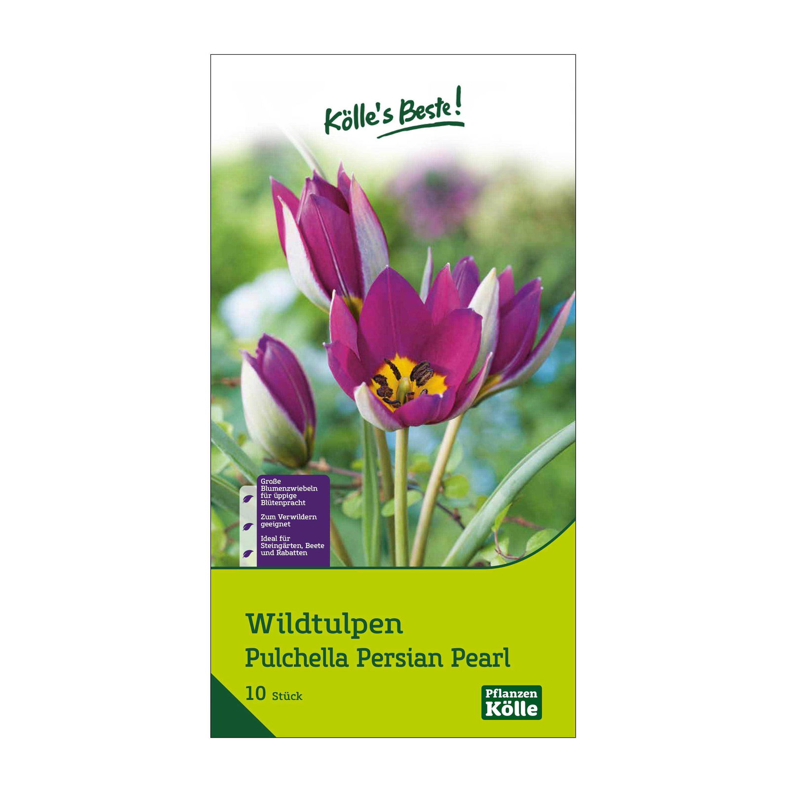 Wildtulpen Pulchella Persian Pearl, pink, 10 Blumenzwiebeln