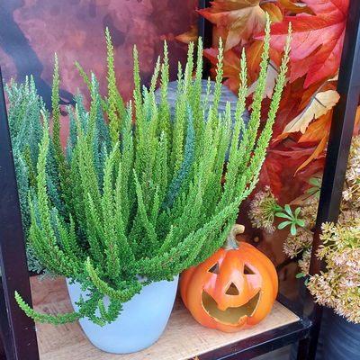 Besenheide 'SKYLINE® Trio' Mix zufällig, Topf-Ø 13 cm, 3 Pflanzen