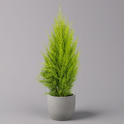 Zimmerzypresse 'Goldcrest Wilma', Topf-Ø 13 cm, 3er-Set